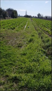 Agricoli - Vecchiano - Vecchiano